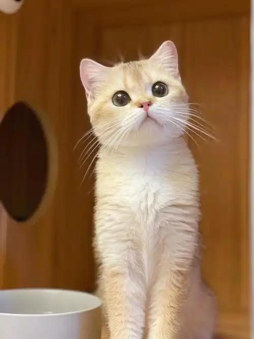 一个眼里有星星的孩子英短金渐层