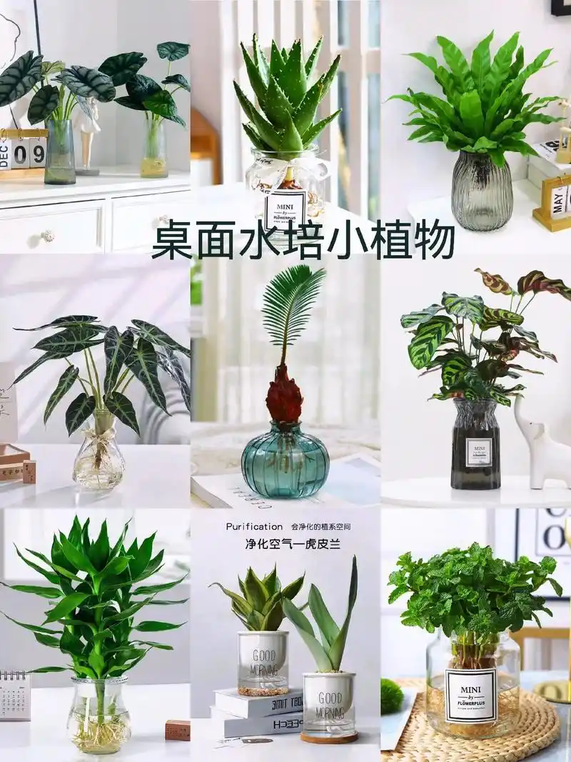 植物租摆#植物养护 #室内造景 # - 抖音