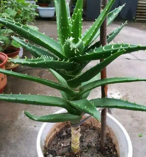 芦荟也能养成"老树桩",枝干比人高,做菜美容用一年|吊兰|植株_网易