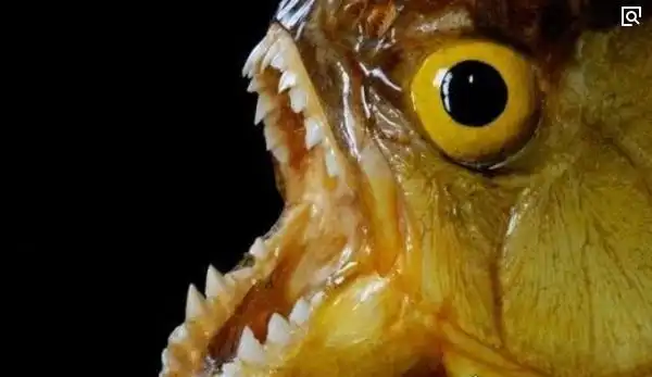 世界上最恐怖的动物十大让人闻风丧胆的怪物