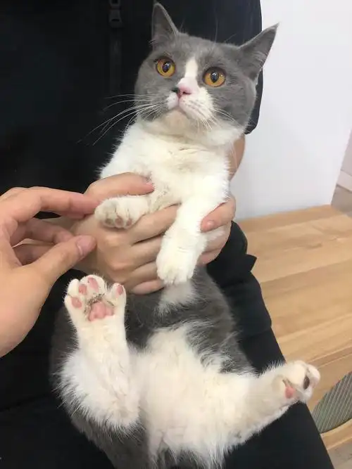 上海英短蓝白矮脚7个月已领养