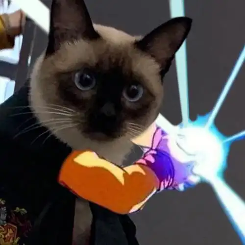 养只会龟派气功的暹罗,最后一张是动图#我家宠物好可爱  #暹罗猫表