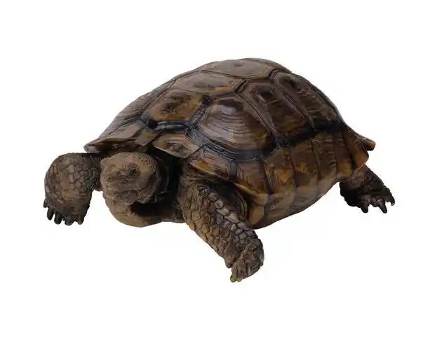 大龟图片爬行类动物乌龟龟