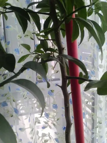 一种植物,不开花,不结果.四季常青.这是什么植物?