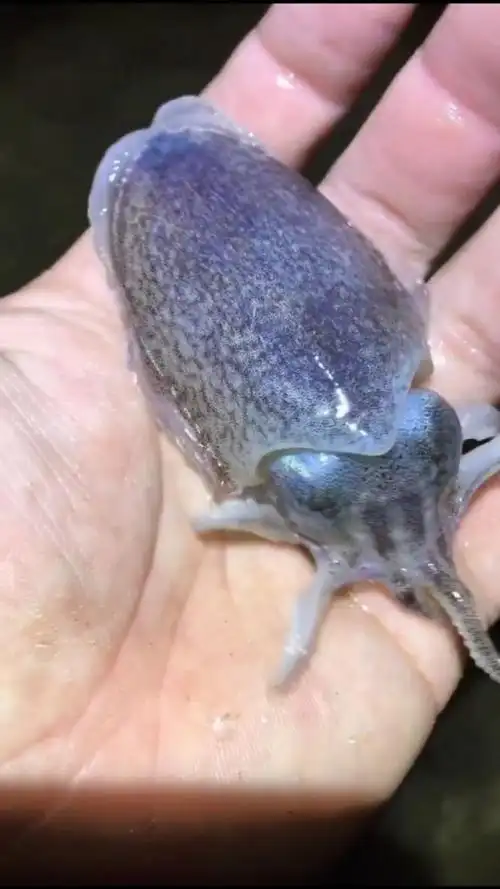 第一次见到活的墨鱼.