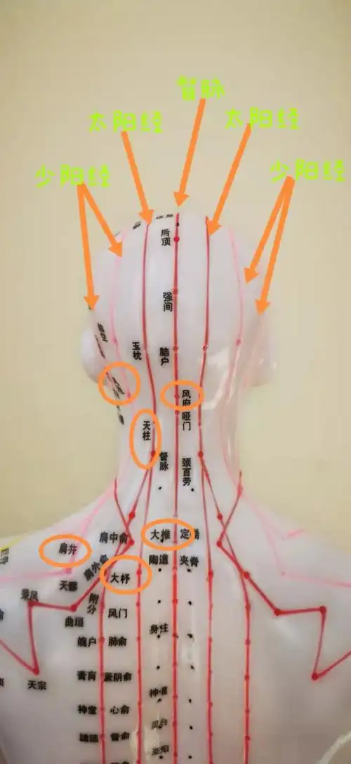 位置会在风府穴到大椎穴;天柱穴到大杼穴;风池穴到肩井穴这三条经络上