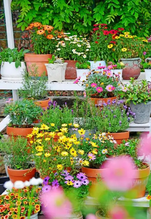 多多花园随手拍江苏无锡锡山区锡北镇新明村梅园里