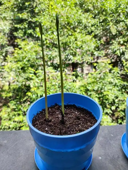 彼岸花一周生长追踪记录