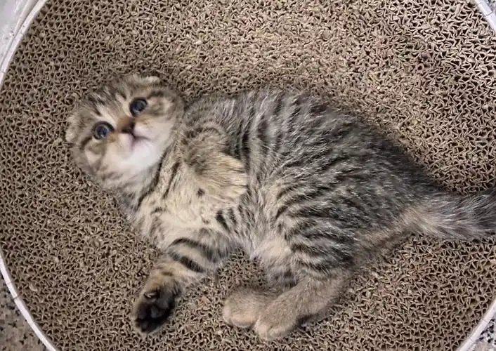 英短虎斑折耳猫000000 - 逍遥1998 - 图虫