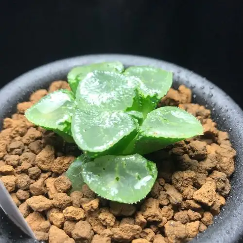 ハオルシア 石英コンプト 9