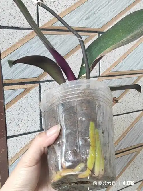 周浸盆一次通用型营养液,就都长得好好的,虽然品相不大好#蝴蝶兰养护