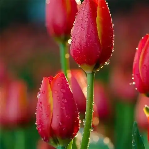 美丽的郁金香头像图片(图24)