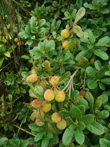 这些野杨梅太好了