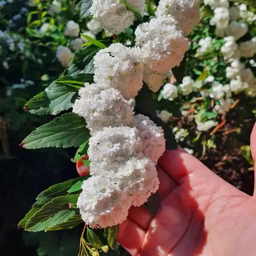 79仪花语麻叶绣线菊