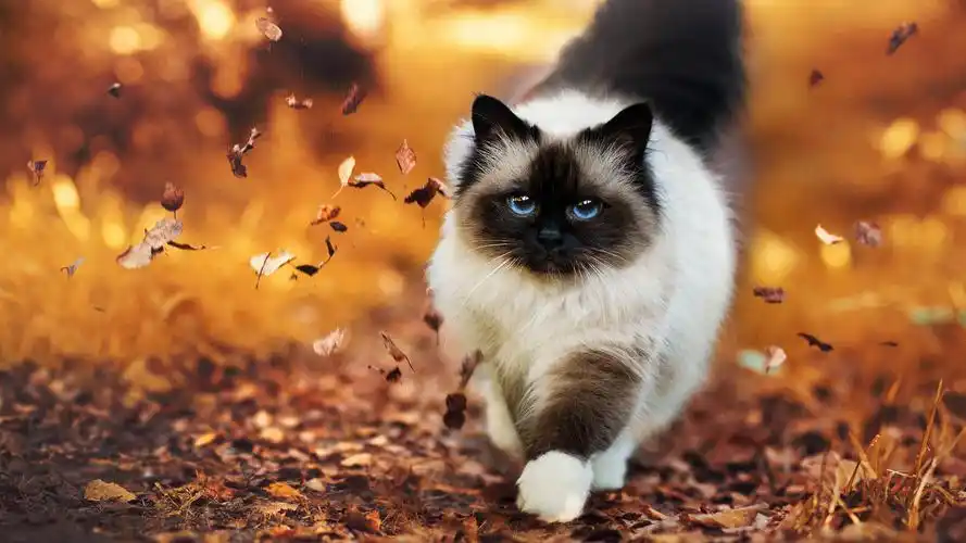 清新可爱猫咪高清桌面壁纸高清大图预览1920x1080_动物壁纸下载_美桌