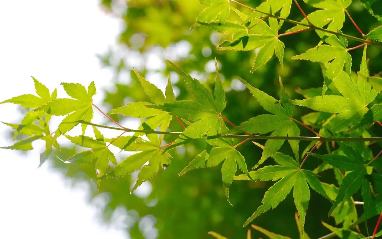 绿色护眼枫叶图片桌面壁纸