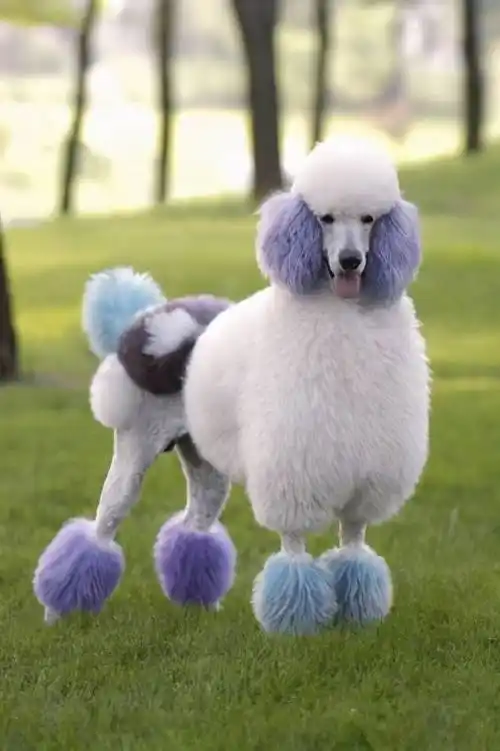 贵宾犬造型图片贵宾犬的性格特点