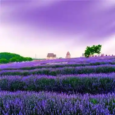 头像用花的女人性格给女人带来好运的头像高情商头像