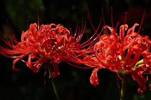 彼岸有毒花其实是一种多年生草本花卉,死亡之花彼岸花,彼岸花又叫什么