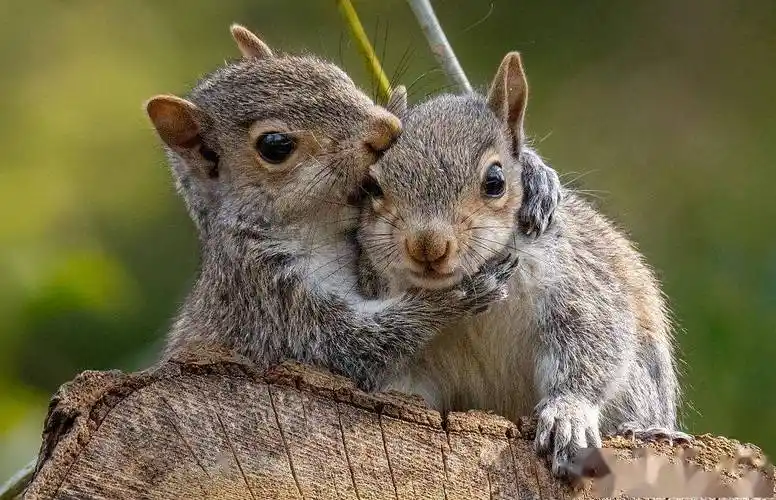 七夕到来小动物们也浪漫