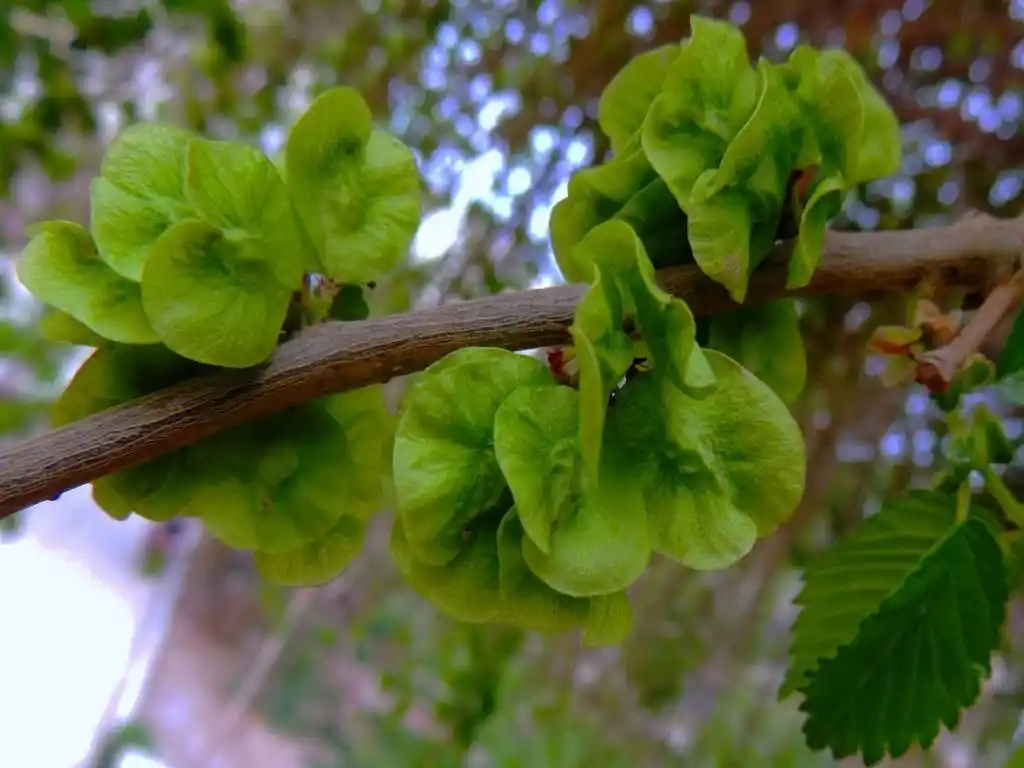 p>黑榆(学名: i>ulmus davidiana /i> planch.