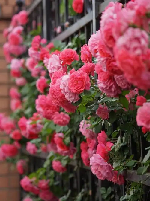 粉红色梦幻蔷薇花瀑73拍摄于20220515北京