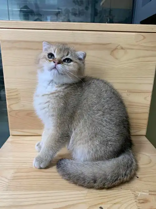 繁育级金渐层ny25色