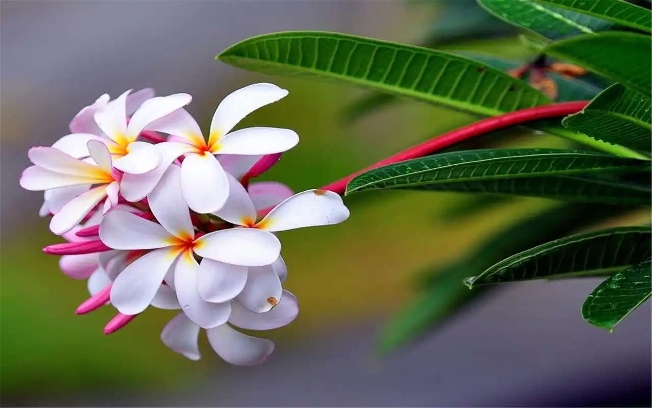 清新植物唯美花朵摄影高清桌面壁纸图片大全第二辑高清大图预览2560x1