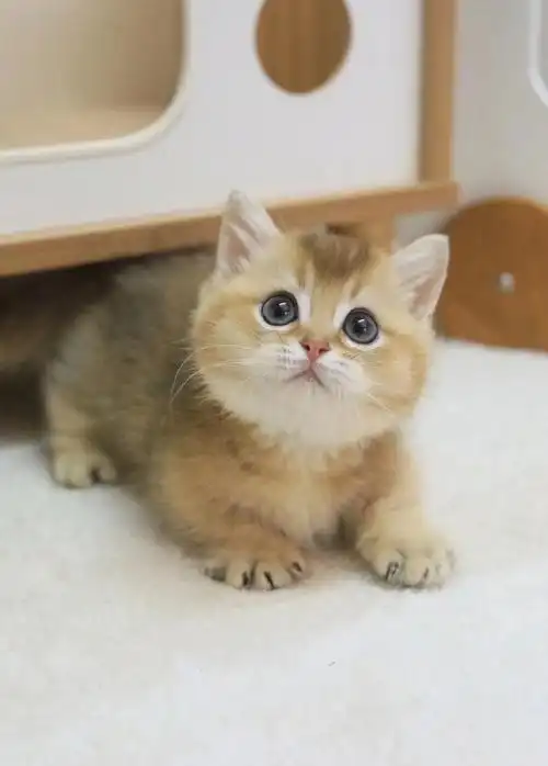 广州猫舍78金渐层矮脚弟弟圆脸蛋