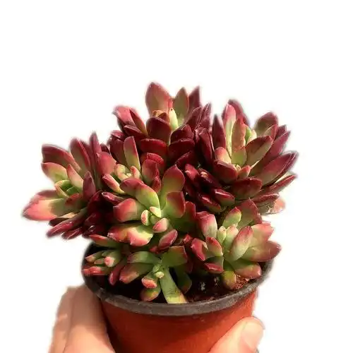 瀚明鑫多红稚胭脂口红美人云南南开挂区精品多肉植物