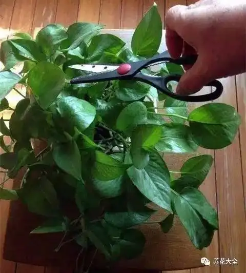 5,绿萝修剪后的根部浸泡多菌灵溶液消毒.