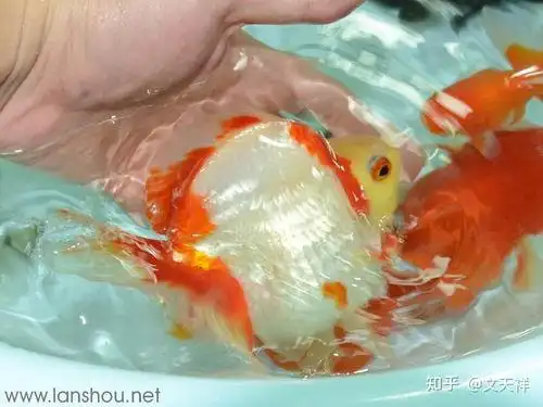 1,鳔的拼音:biào. 2,鳔的意思是某些鱼类体内可以胀缩的囊状物.