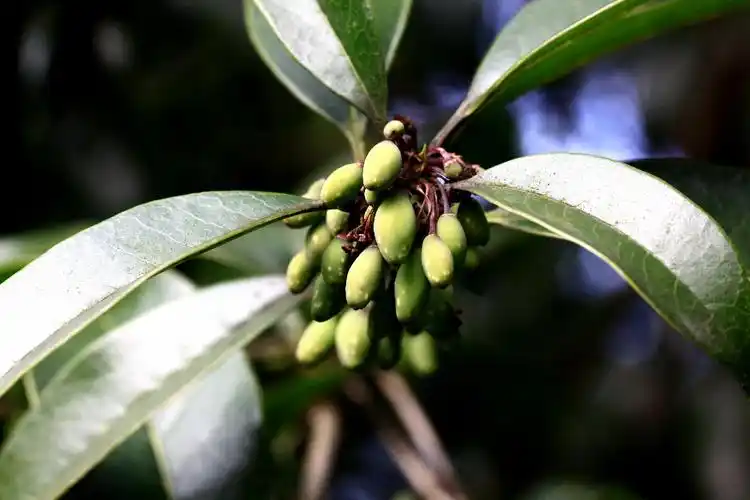 木樨木犀桂花木樨木犀科木樨木犀属
