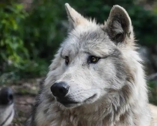 白化, 单色, 白色, 狼, 狼包, 犬, 毛皮, 野生动物