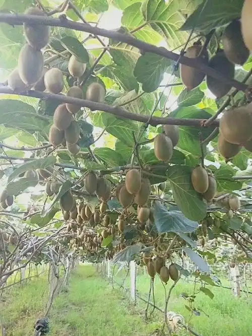 或用玉米壳绑起来,按照自己的想法把树枝固定在猕猴桃树两侧的铁丝上