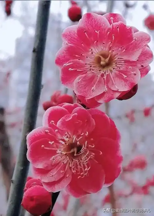 冬天的梅花图片(冬天的梅花图片 唯美)_植物知识网