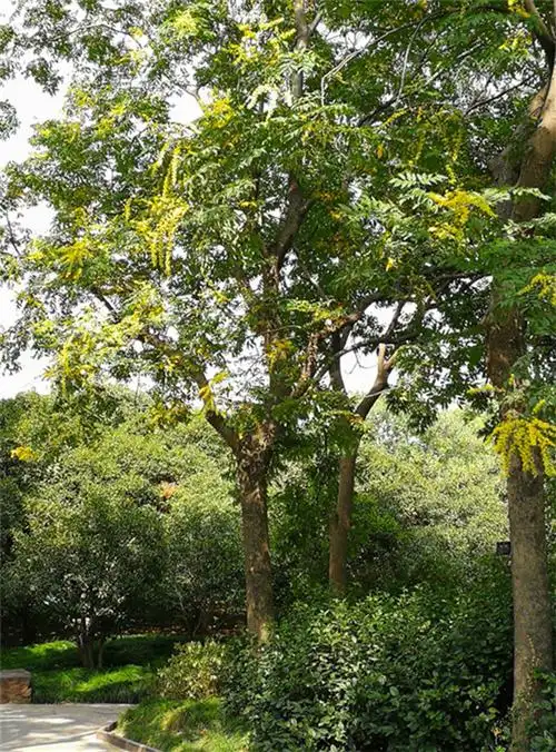 复羽叶栾树下起唯美金色花瓣雨