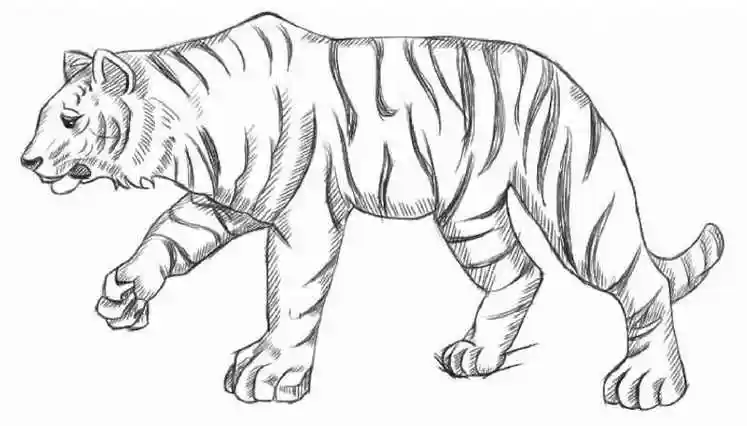 画老虎的图片(不同种类动物的绘制) - 赤虎壹号