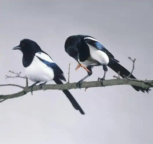 无人,吃,横图,室内,特写,白天,白色背景,正面,鸟,喜鹊,咬,阴影,朦胧