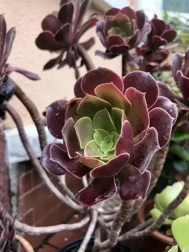 多肉?沙漠玫瑰 ?据说年龄12,怎么个品鉴法儿?