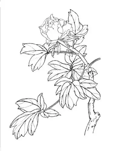 108张工笔白描花卉图片打包下载