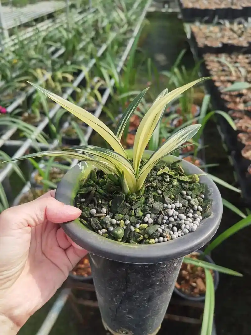 达摩中透三苗两芽.#精品兰花 #兰花种植基地 #爱兰花爱生活 - 抖音