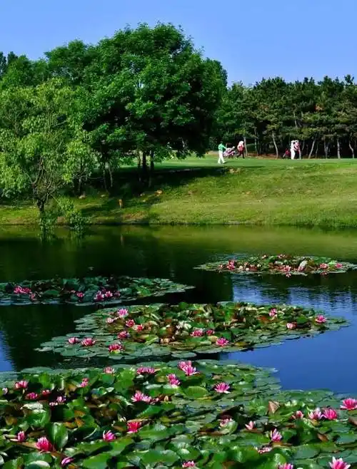 告别盛夏35张图片带你回顾烟台的夏天