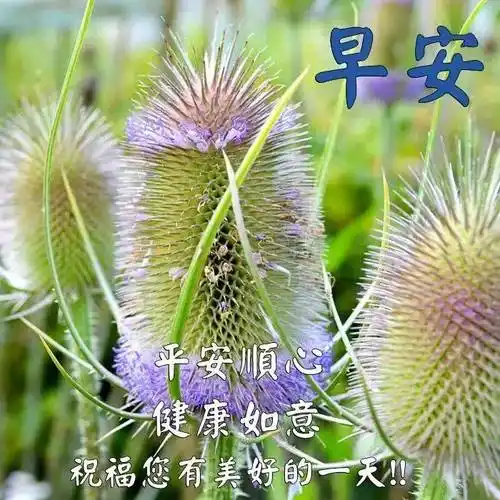 原创9张创意唯美早上好祝福语免打字图片2022春日清晨早安问候语图片