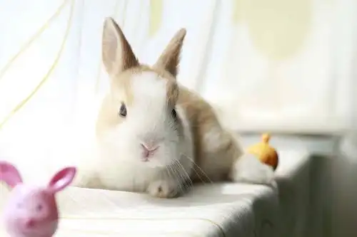 窗边上的小兔子可爱壁纸