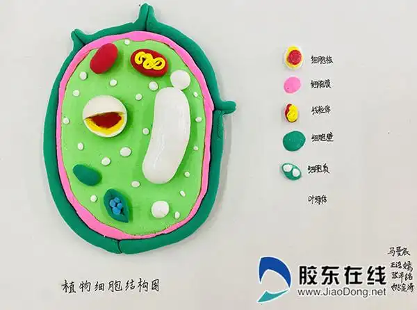 东方外国语实验学校举行细胞模型制作活动_烟台教育_胶东在线教育频道