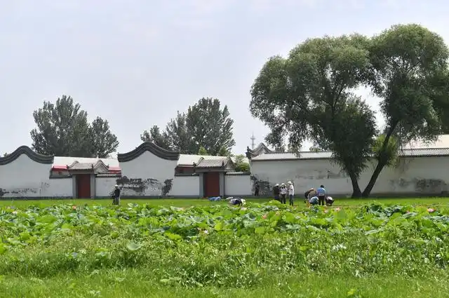 收完麦子种水稻 北京顺义前鲁各庄村实现稻麦两茬种植