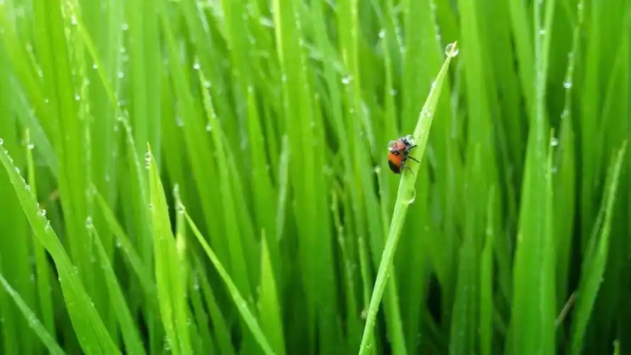 iphone5s拍摄雨后的稻田
