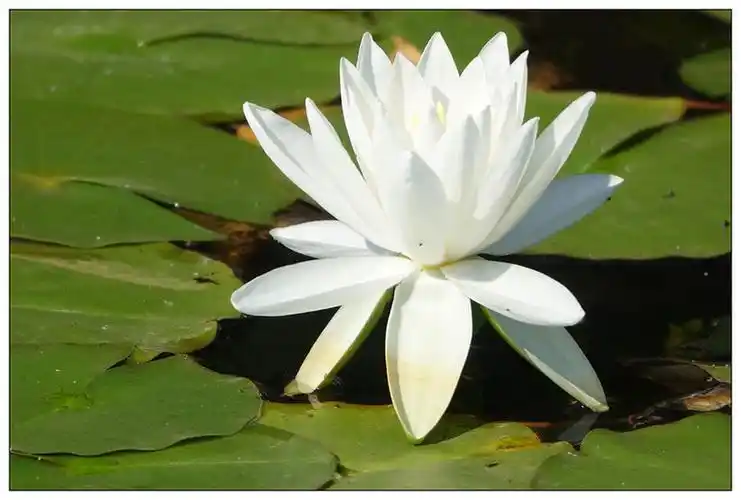白色睡莲