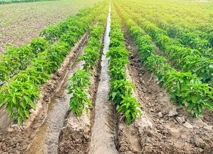 在田间灌溉辣椒种植园传统的自然浇水环保产品农业和农田作物种植有机